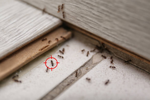 Best Residential Pest Control  in Nashwauk, MN